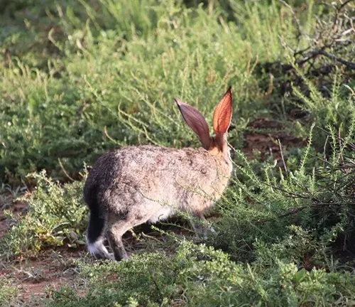 Scrub Hare grazing amidst green vegetation in a peaceful, natural setting