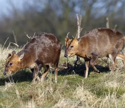 Two Muntjacs in motion, grazing in a field with bare trees in the background