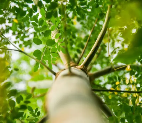 Upward view of a Moringa tree with green leaves and branches