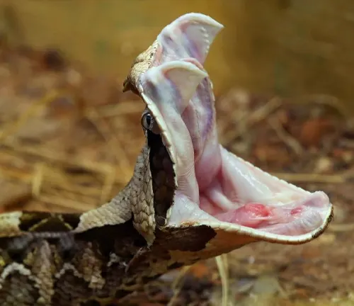 Close-up of a Gaboon Viper with its mouth open, showing its fangs