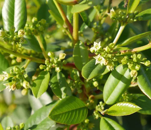 Close-up of a guava tree with green leaves and small white flowers