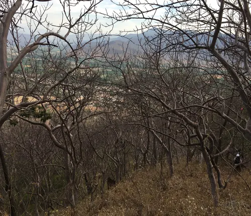 a landscape dominated by bare, leafless Palo Santo trees with twisted and gnarled branches, standing in an arid or winter environment, overlooking a lush green valley under overcast skies