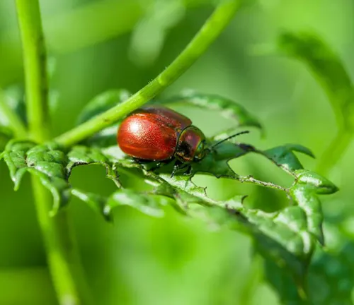 a close-up view of a red beetle on the green leaves of a peppermint plant