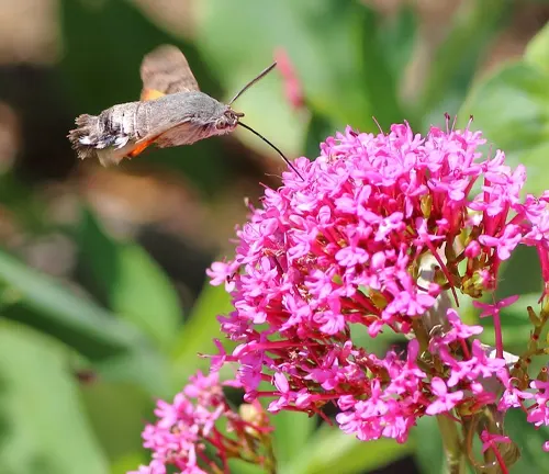 a hummingbird moth hovering near a bright pink Valerian plant