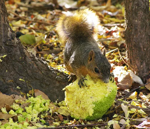 A squirrel nibbling on an Osage orange fruit amidst fallen leaves