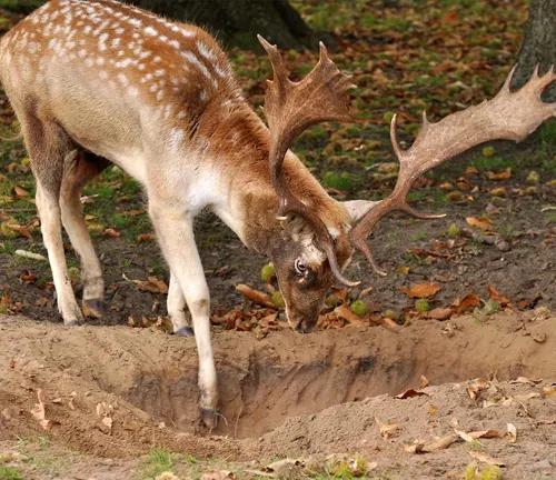 Axis Deer with large antlers bending down to a hole in the ground