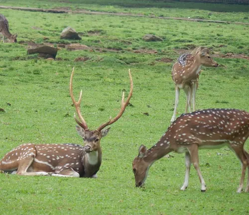 Group of Axis Deer grazing and resting on a green field