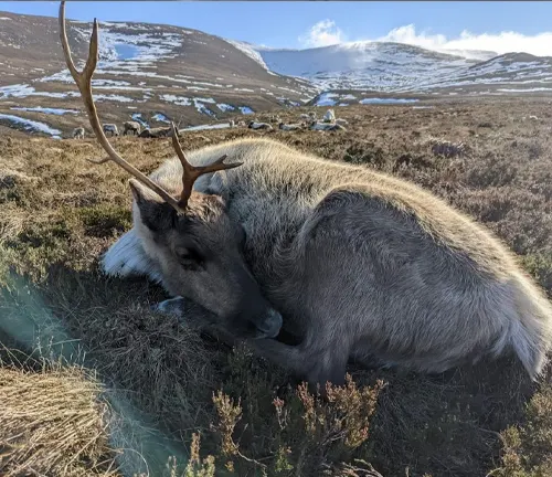 Reindeer with prominent antlers resting in a grassy field with snow-covered hills in the background