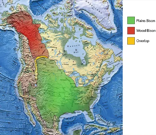 Map showing the distribution of Plains bison and Wood bison in North America