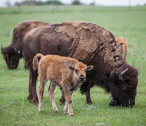 A Wood Bison calf standing beside its grazing parent in a green field