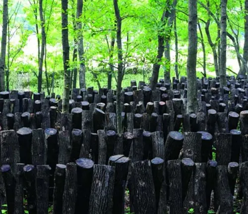 A dense cluster of sawtooth oak tree stumps with a backdrop of greenery