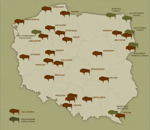 Color-coded map of Poland showing the distribution of European Bison populations