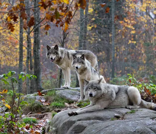 Three gray wolves in a serene autumn forest
