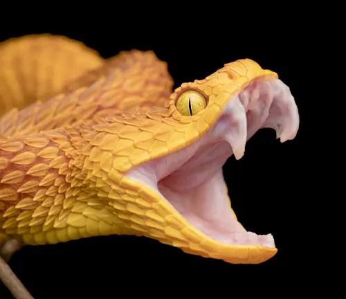 Close-up of a yellow Eyelash Viper with its mouth open, showing fangs