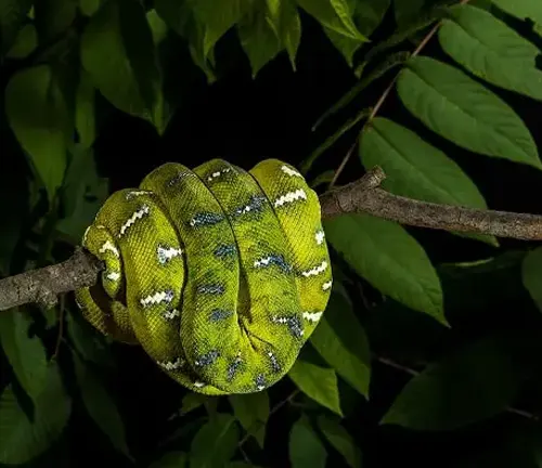 Emerald Tree Boa coiled around a tree branch amidst lush green leaves