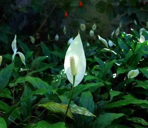 A close up of a white Peace Lily flower in a garden with green foliage in the background