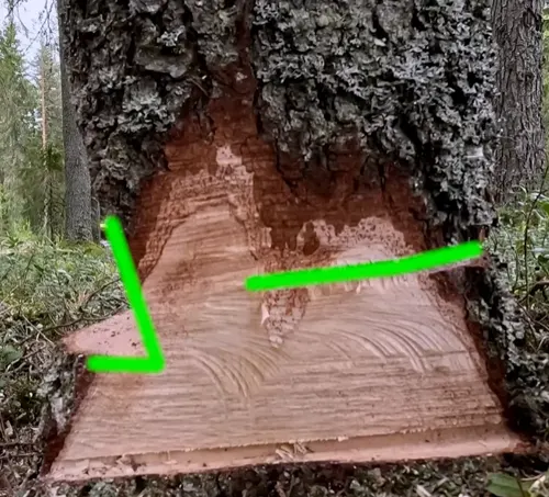Tree trunk with green arrow indicating direction of undercut.