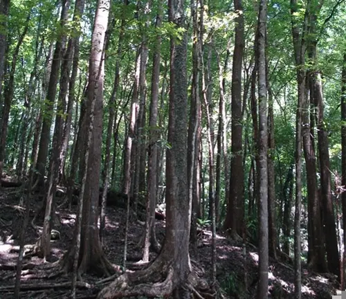 A dense forest of Narra trees with their distinctive buttress roots