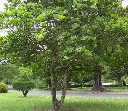 Talisay tree with green leaves in a park-like setting