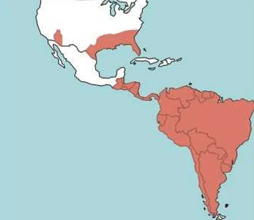 Map of North and South America with areas highlighted in red where the Western Coral Snake can be found