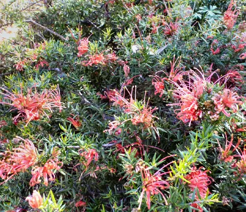 Close-up of Fern-leaved grevillea plant with red flowers