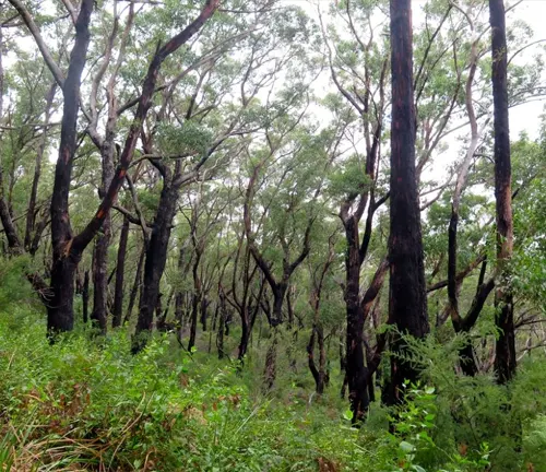 A photo of a Lilly Pilly forest with tall trees and green foliage