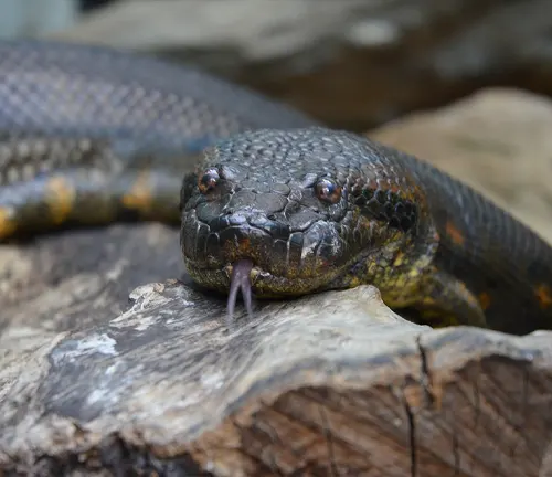 Close-up of anaconda’s head on log