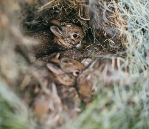 Two chipmunks nestled together in a grassy nest