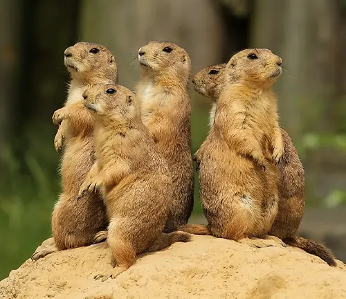 Four prairie dogs standing upright on a mound, looking in different directions