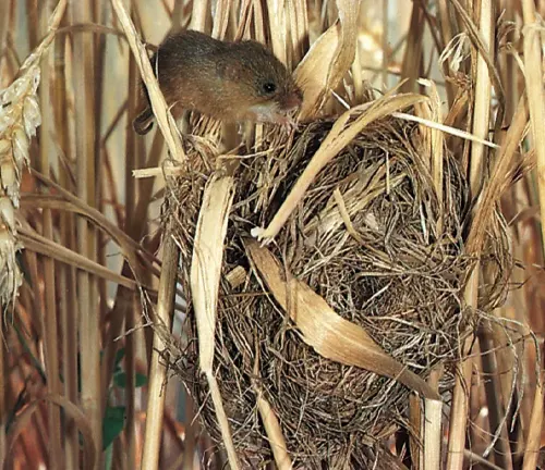 Spiny Mouse on a Nest Amidst Dry Grass
