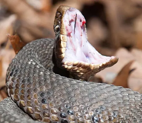 Close up of Cottonmouth snake with open mouth showing fangs