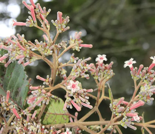 Close-up of Cinchona bark flowers with pink and white blossoms amidst green leaves