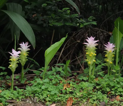 Turmeric plants with blooming flowers amidst greenery