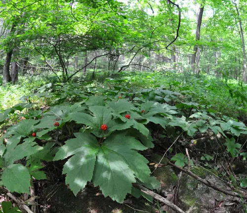 lush green Goldenseal plant with bright red berries in a dense, green forest environment