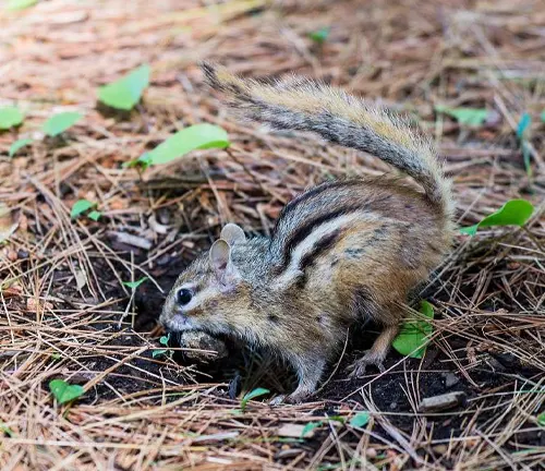 Chipmunk foraging on the forest floor surrounded by fallen pine needles and small green plants