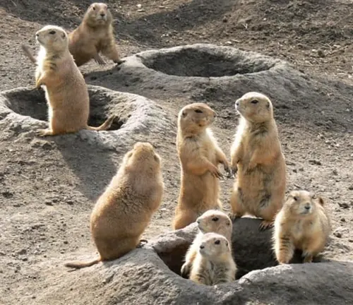 Group of eight prairie dogs around their burrows in a dirt field, observing their surroundings