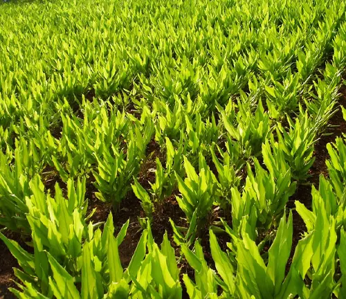 Field of vibrant green turmeric plants under sunlight