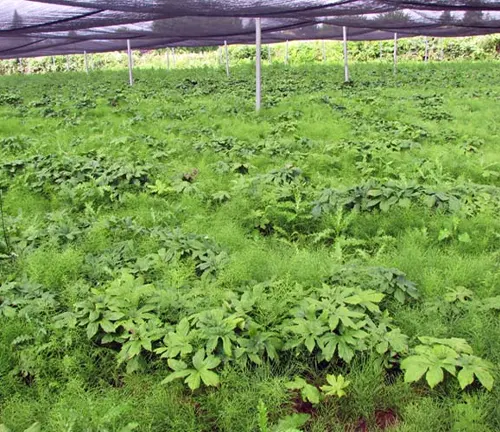 lush field of green Goldenseal plants under a shading net