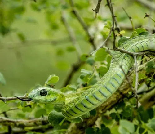 Boomslang snake coiled in tree with green leaves