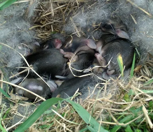 A nest of baby Brush Rabbits nestled in grass and fur