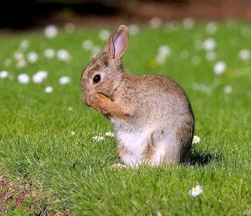 European Rabbit sitting attentively on lush green grass among small white flowers