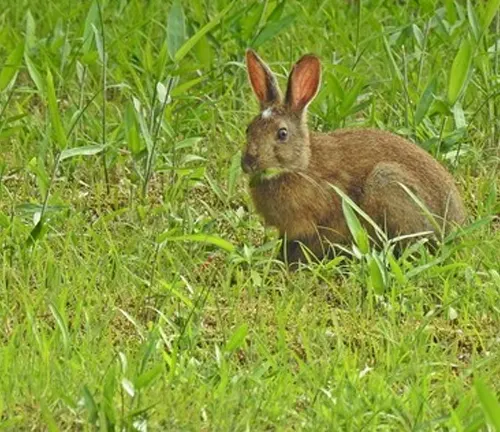 Japanese Hare, characterized by its brown fur and large ears, sitting alert amidst lush green grass in its natural habitat