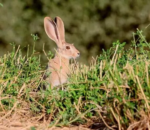 Cape Hare with large, upright ears, sitting attentively in a field of green grass and plants