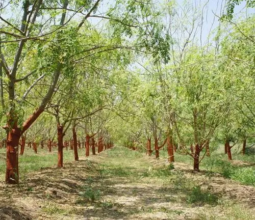 a grove of Moringa trees with slender brown trunks and lush green leaves, planted in rows on a semi-arid soil under a clear sky