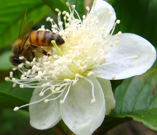 A bee pollinating a white guava flower