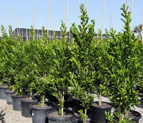 A nursery of potted Bay laurel trees under the bright sun