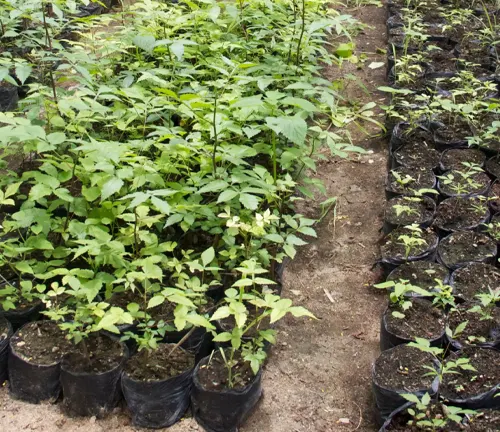 a nursery with young Palo Santo trees planted in black plastic pots, of varying heights indicating different stages of growth, arranged in rows on the bare ground