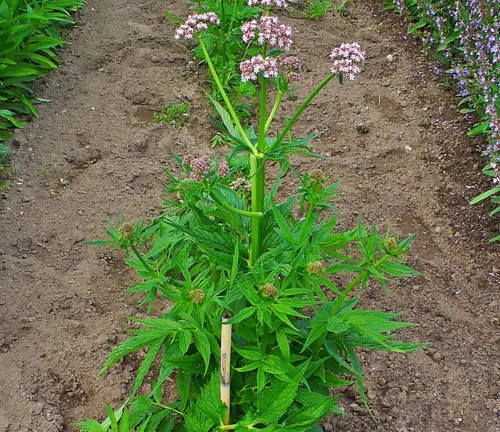 Lilly Pilly plant with green leaves and pink flowers growing in well-tended soil