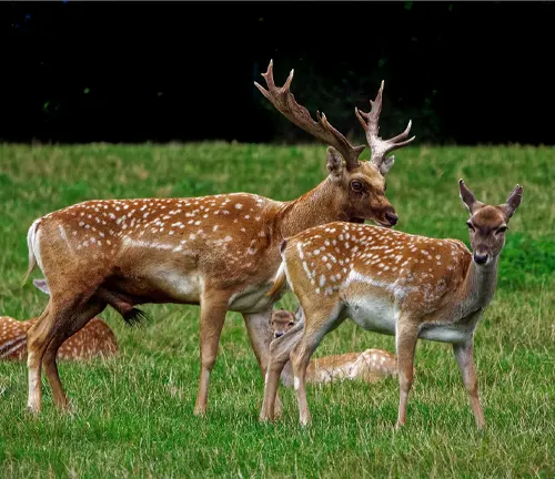 Group of Axis Deer, including a stag with large antlers, grazing in a green field