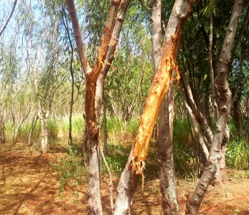 Damaged tree bark in a forest